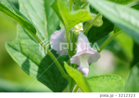 胡麻の花 3212323