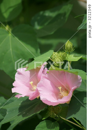 木芙蓉　美しくしとやかな顔立 3212349