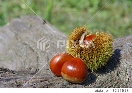 栗　栗の実 3212618