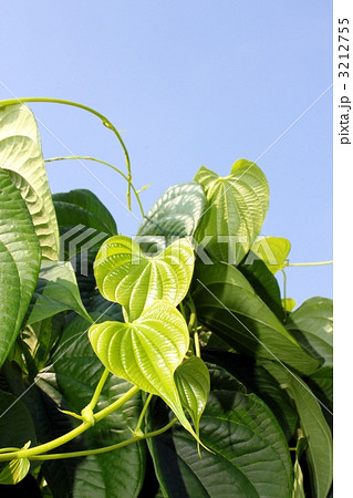 小さなグリーンのハートの形 3212755