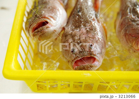 ミシマオコゼ 3213066