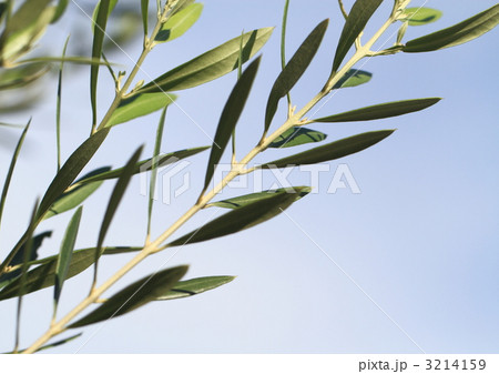 月桂樹と青空 3214159