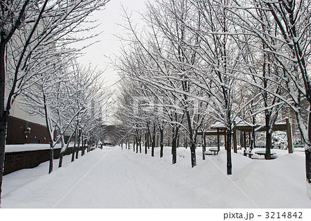 サッポロビール博物館　雪の並木道 3214842