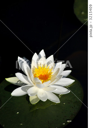 睡蓮　スイレン 3215409