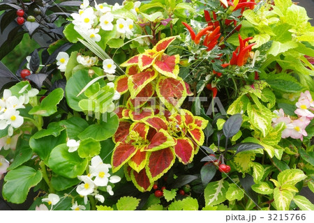 カラフルな草花 3215766