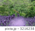 ラベンダーとトンボ 3216238