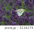 ラベンダーと蝶 3216274