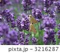 ラベンダーと蝶 3216287