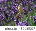 ラベンダーと蝶 3216307