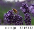 ラベンダーと蜂 3216332