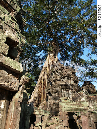 ガジュマルの大木と遺跡 3216502