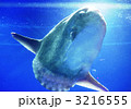 マンボウ 3216555