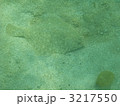3217550