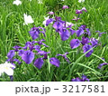 北山公園の菖蒲 3217581