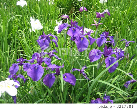 北山公園の菖蒲 3217581