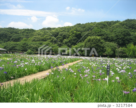 北山公園の菖蒲① 3217584