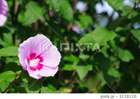 ムクゲ ムクゲ 3218120