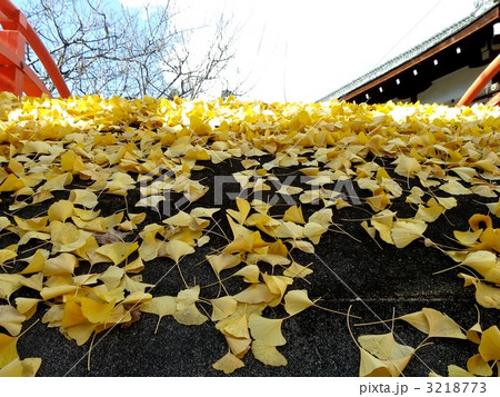 太鼓橋に散った銀杏の葉 3218773