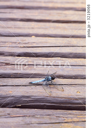 シオカラトンボ  3219066