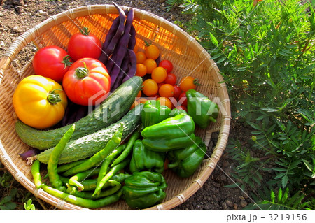 家庭菜園Ⅴ 家庭菜園Ⅴ 3219156