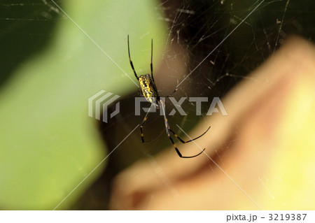 ジョロウグモ 3219387