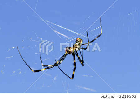 ジョロウグモ ジョロウグモ 3219503