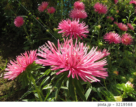 エゾギク 3219568