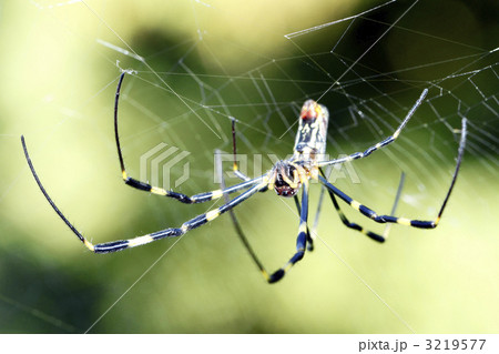 ジョロウグモ 3219577
