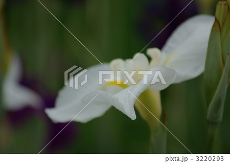 花菖蒲 白竜の爪 花菖蒲 白竜の爪 3220293