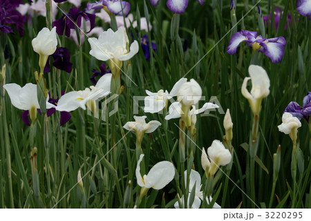 花菖蒲 白竜の爪 花菖蒲 白竜の爪 3220295
