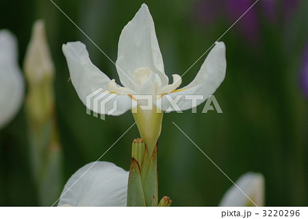 花菖蒲　白竜の爪 3220296