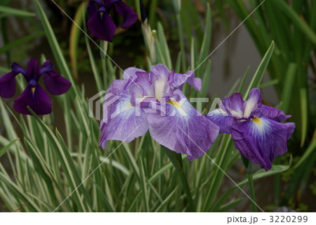 花菖蒲 御所遊 花菖蒲 御所遊 3220299