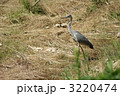 アオサギ 3220474