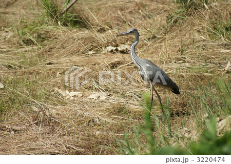 アオサギ 3220474