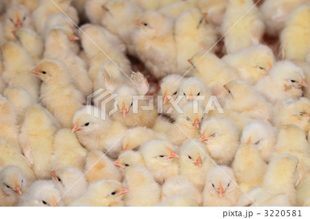 ひよこ 3220581