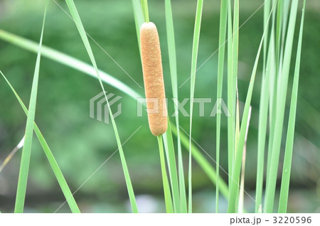 ヒメガマの穂 3220596