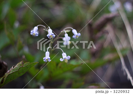 クサボタン 3220932