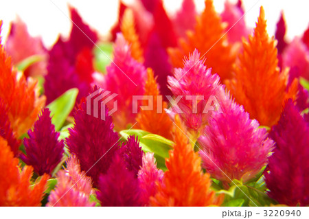 セロシア 3220940