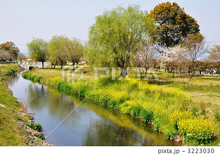 春の小川の写真素材