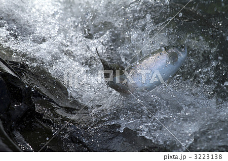 鮭の遡上 3223138
