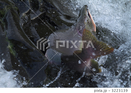 カラフトマスの遡上 3223139