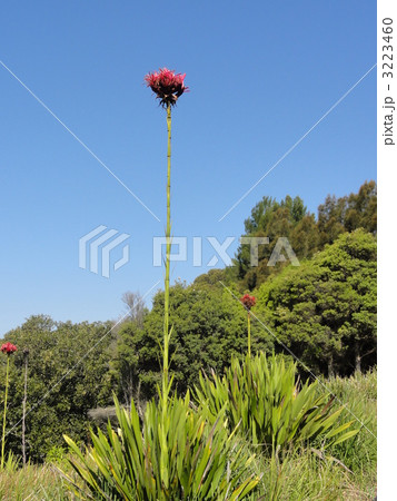 Gymea Lily Gymea Lily 3223460