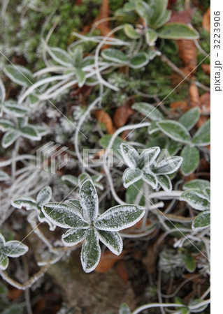 霧氷と葉っぱ 3223906