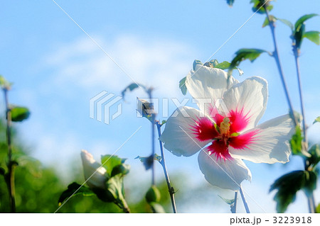 芙蓉の花 3223918
