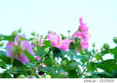 晩夏 3223920