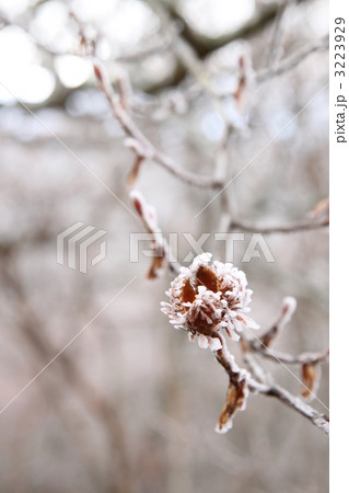 霧氷とブナの実 3223929