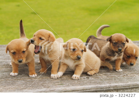 子犬のきょうだい 3224227