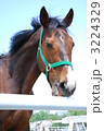 馬 3224329