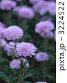 小菊 3224522