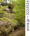 新緑のもみじ 3224524